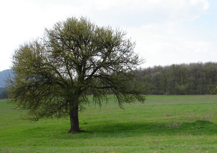 urbariát Drienovec  11